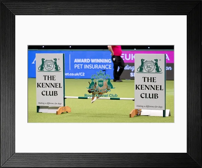 Framed Print : Crufts 2018 Framed Print : Crufts 2018