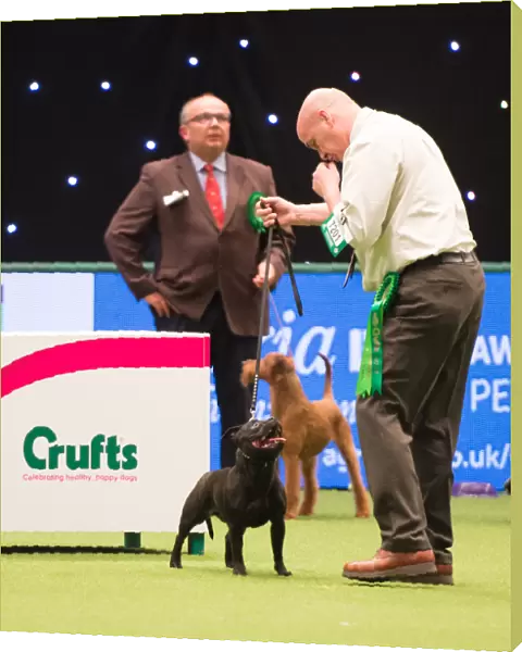 2018 Best of Breed Staffordshire Bull Terrier