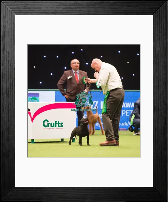 Framed Print : 2018 Best of Breed Staffordshire Bull Terrier Framed Print : 2018 Best of Breed Staffordshire Bull Terrier