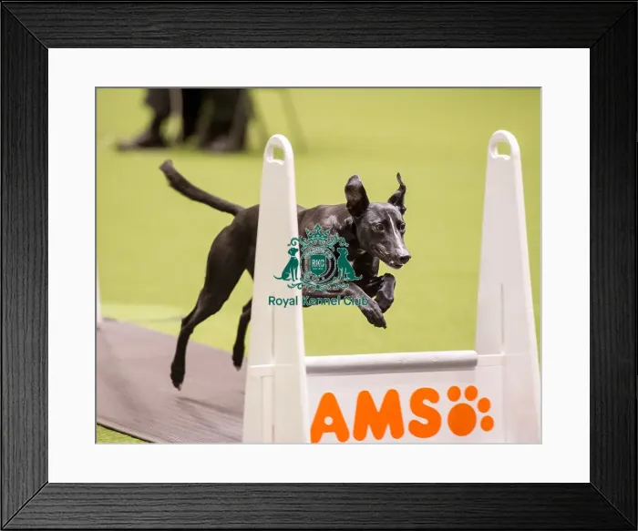 Framed Print : Flyball quarter final