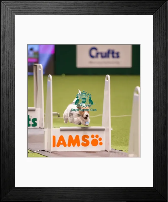 Framed Print : Flyball quarter final Framed Print : Flyball quarter final
