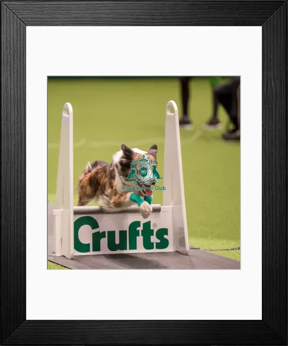 Framed Print : Flyball quarter final Framed Print : Flyball quarter final