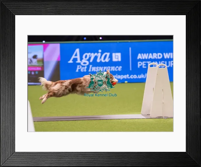 Framed Print : Flyball quarter final