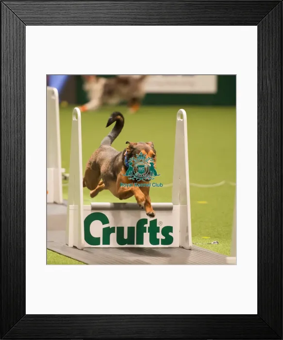 Framed Print : Flyball - Quarter Finals Framed Print : Flyball - Quarter Finals