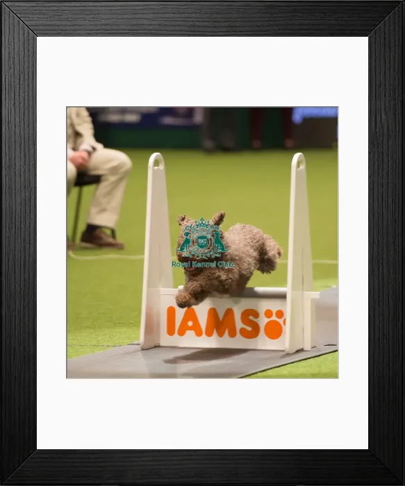 Framed Print : Flyball - Quarter Finals Framed Print : Flyball - Quarter Finals