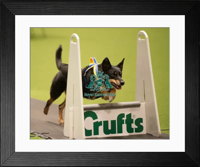 Framed Print : Flyball - Quarter Finals Framed Print : Flyball - Quarter Finals
