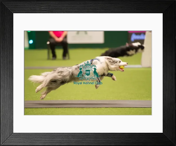 Framed Print : Flyball - Quarter Finals Framed Print : Flyball - Quarter Finals