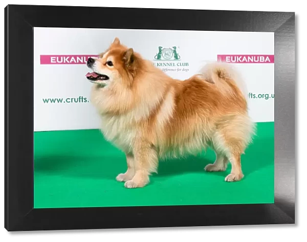 2018 Best of Breed Finnish Lapphund
