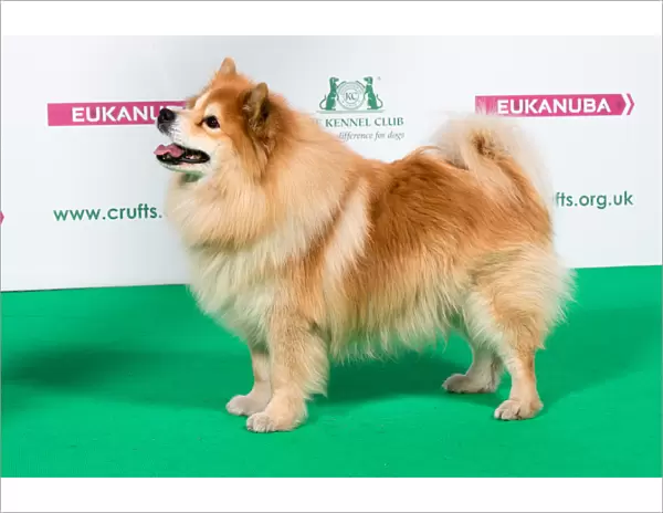 2018 Best of Breed Finnish Lapphund