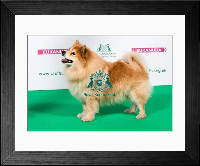 Framed Print : 2018 Best of Breed Finnish Lapphund Framed Print : 2018 Best of Breed Finnish Lapphund