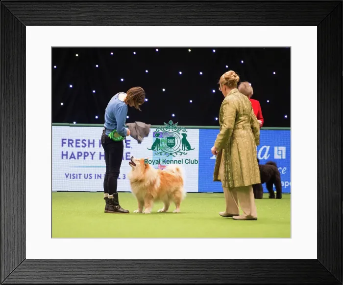 Framed Print : 2018 Best of Breed FINNISH LAPPHUND Framed Print : 2018 Best of Breed FINNISH LAPPHUND