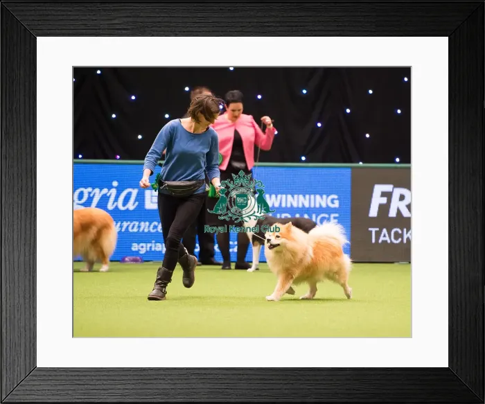 Framed Print : 2018 Best of Breed FINNISH LAPPHUND Framed Print : 2018 Best of Breed FINNISH LAPPHUND