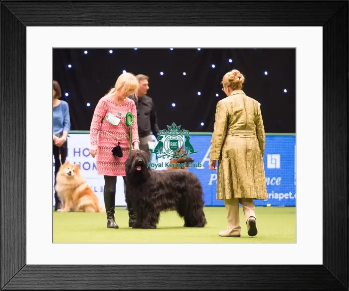 Framed Print : 2018 Best of Breed Briard