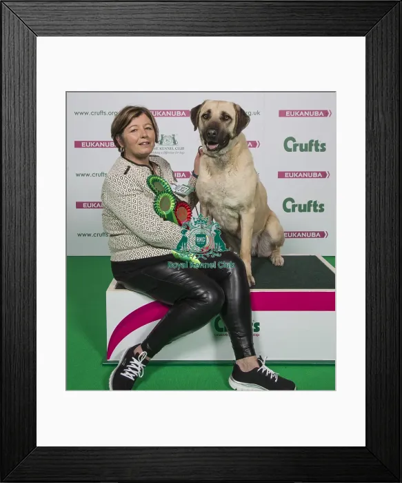 Framed Print : Crufts 2018 Framed Print : Crufts 2018