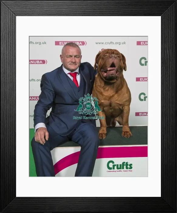 Framed Print : Crufts 2018 Framed Print : Crufts 2018