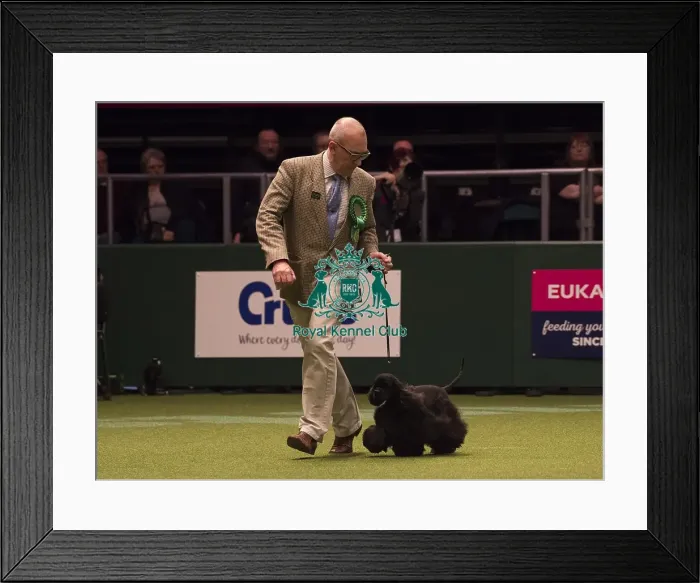 Framed Print : Crufts 2018 Framed Print : Crufts 2018