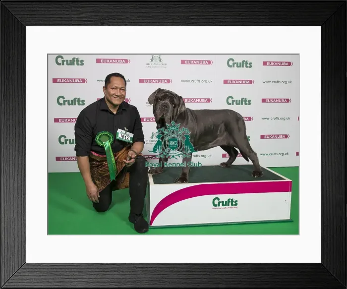 Framed Print : Crufts 2018 Framed Print : Crufts 2018