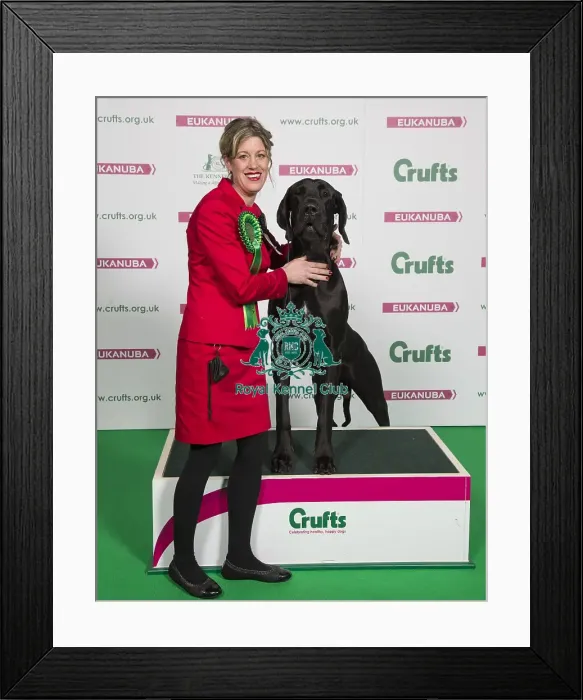 Framed Print : Crufts 2018 Framed Print : Crufts 2018
