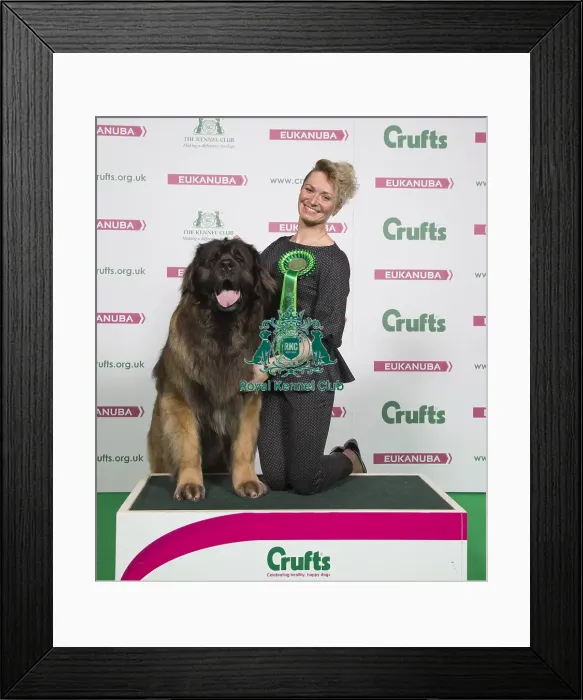 Framed Print : Crufts 2018