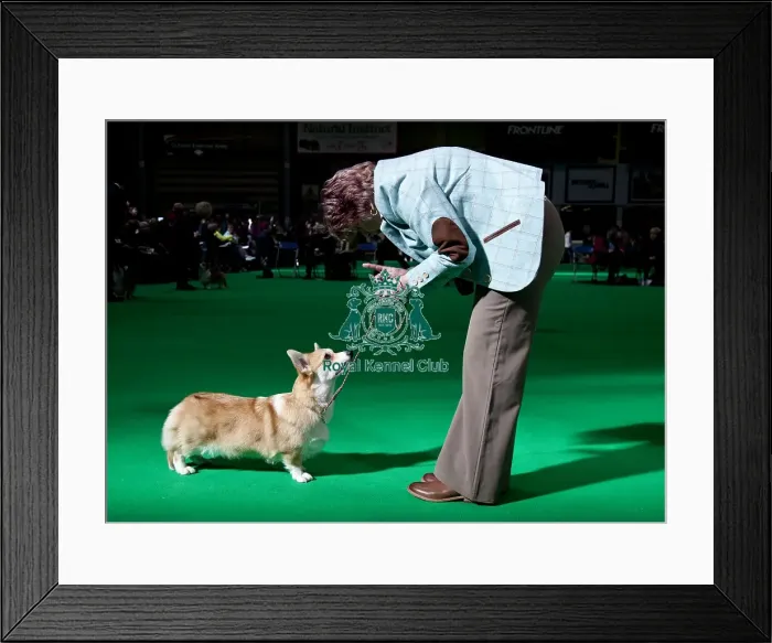 Framed Print : Crufts 2018 Framed Print : Crufts 2018