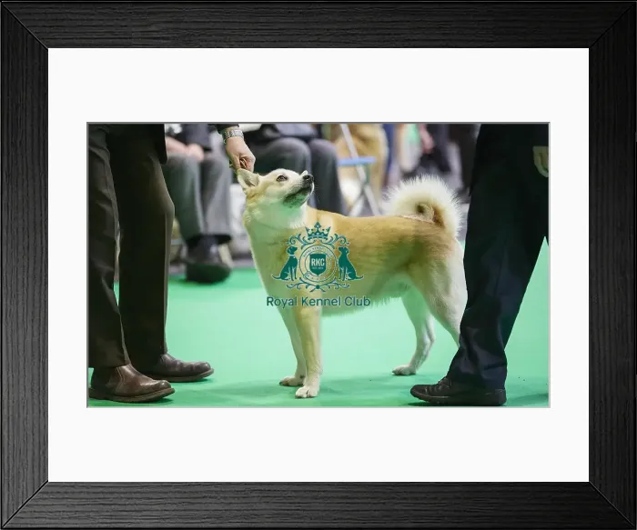Framed Print : Crufts 2018 Framed Print : Crufts 2018