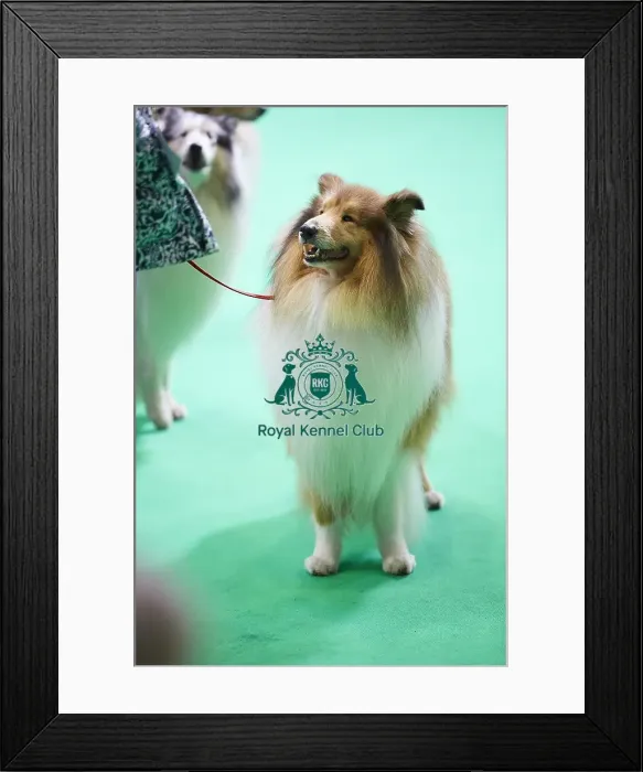 Framed Print : Crufts 2018 Framed Print : Crufts 2018