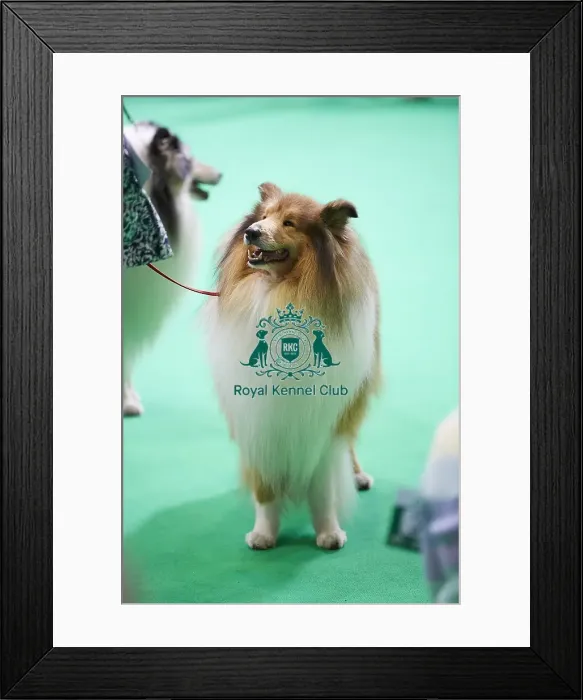 Framed Print : Crufts 2018 Framed Print : Crufts 2018
