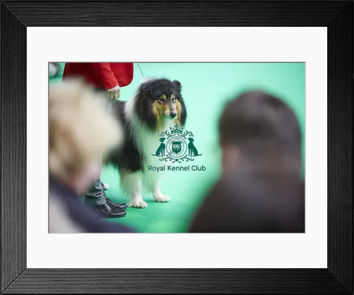 Framed Print : Crufts 2018 Framed Print : Crufts 2018