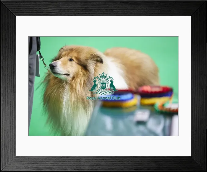 Framed Print : Crufts 2018 Framed Print : Crufts 2018