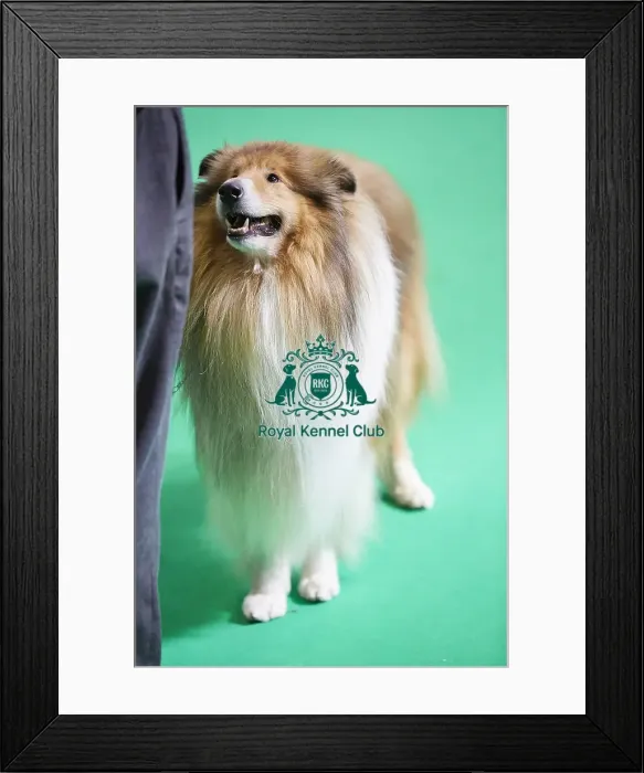 Framed Print : Crufts 2018 Framed Print : Crufts 2018