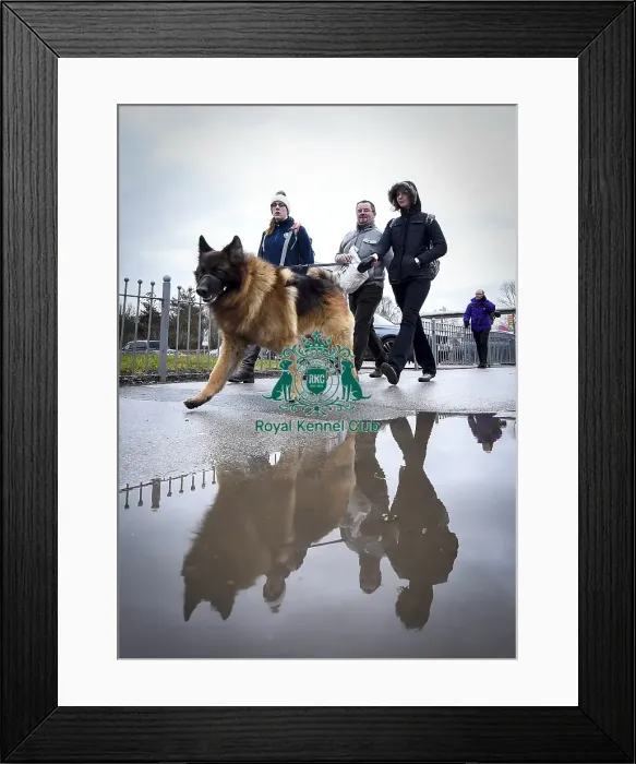 Framed Print : Crufts 2018 Framed Print : Crufts 2018