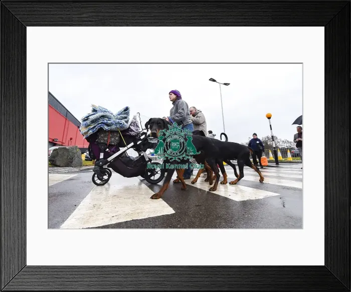Framed Print : Crufts 2018