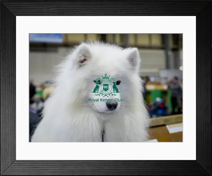 Framed Print : Crufts 2018 Framed Print : Crufts 2018