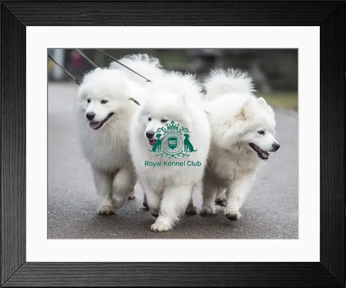 Framed Print : Crufts 2018 Framed Print : Crufts 2018