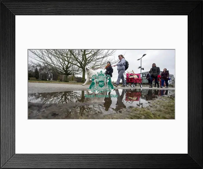 Framed Print : Crufts 2018