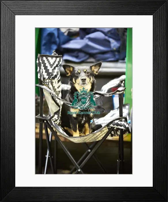 Framed Print : Crufts 2018 Framed Print : Crufts 2018