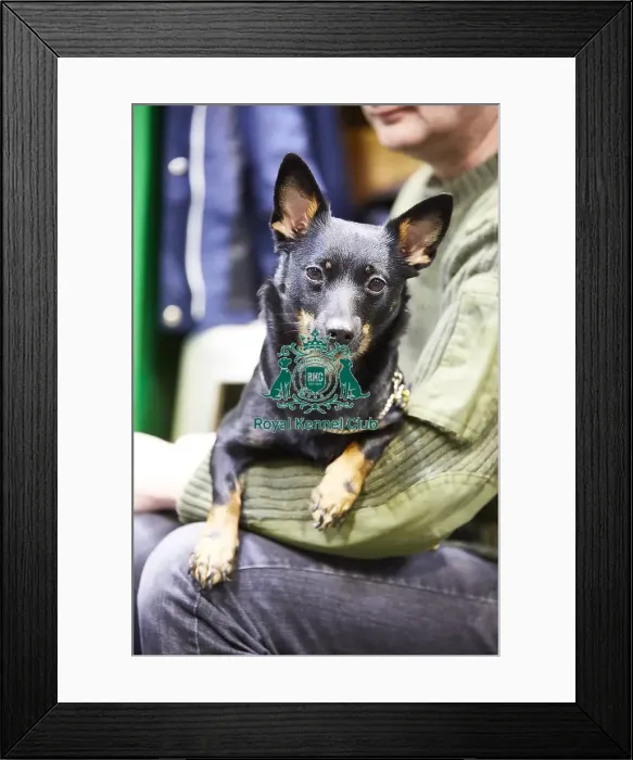 Framed Print : Crufts 2018 Framed Print : Crufts 2018