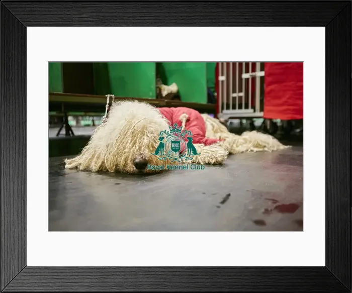 Framed Print : Crufts 2018 Framed Print : Crufts 2018