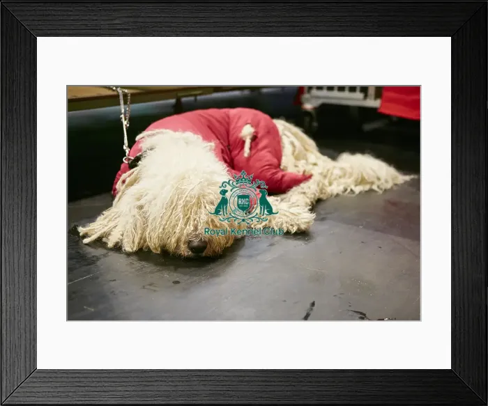 Framed Print : Crufts 2018 Framed Print : Crufts 2018