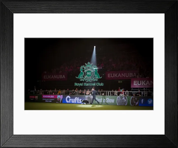 Framed Print : Crufts 2018 Framed Print : Crufts 2018