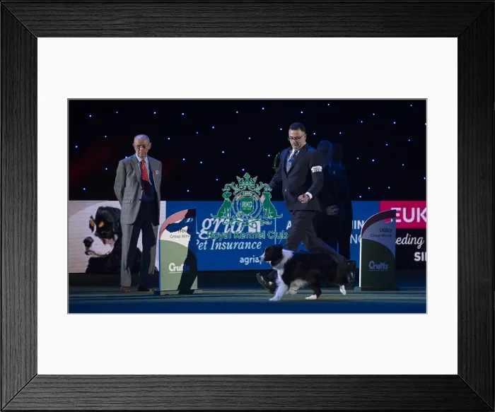 Framed Print : Crufts 2018 Framed Print : Crufts 2018