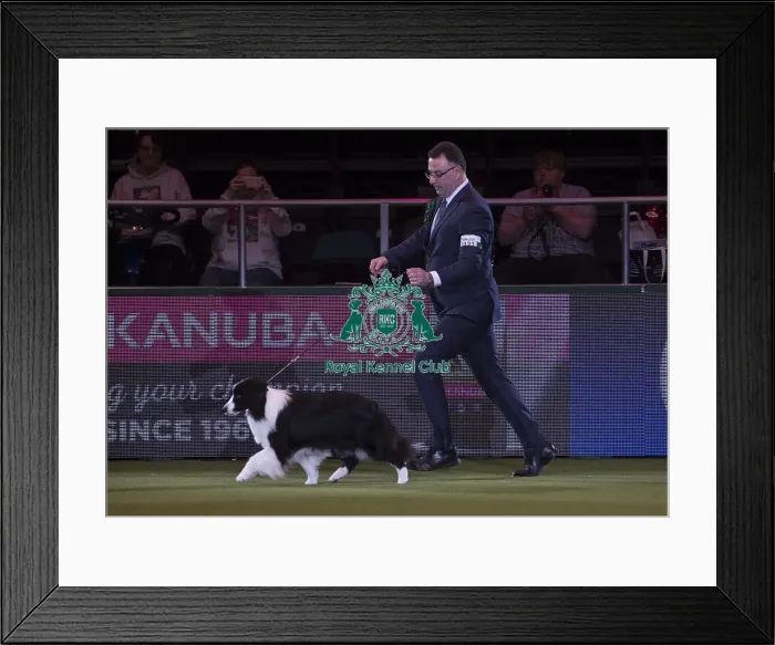 Framed Print : Crufts 2018 Framed Print : Crufts 2018