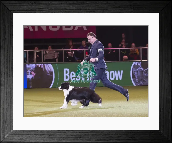 Framed Print : Crufts 2018 Framed Print : Crufts 2018
