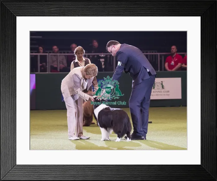 Framed Print : Crufts 2018 Framed Print : Crufts 2018