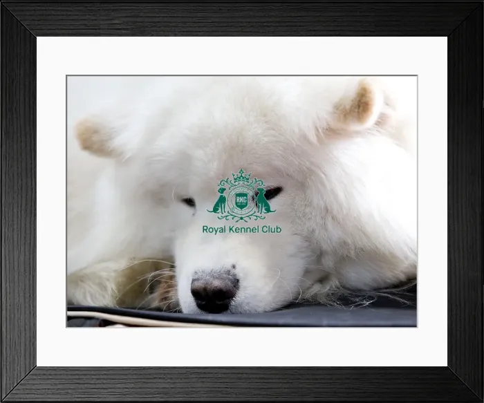 Framed Print : Crufts 2018 Framed Print : Crufts 2018