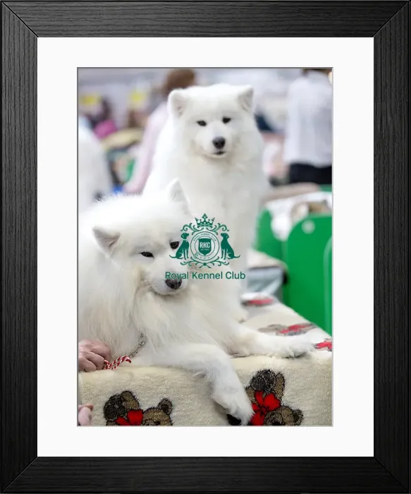 Framed Print : Crufts 2018 Framed Print : Crufts 2018