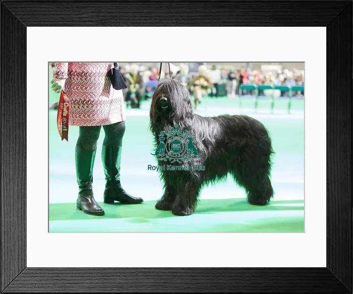 Framed Print : Crufts 2018 Framed Print : Crufts 2018