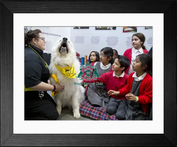 Framed Print : Crufts 2018 Framed Print : Crufts 2018