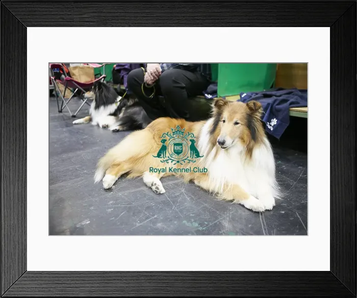 Framed Print : Crufts 2018 Framed Print : Crufts 2018