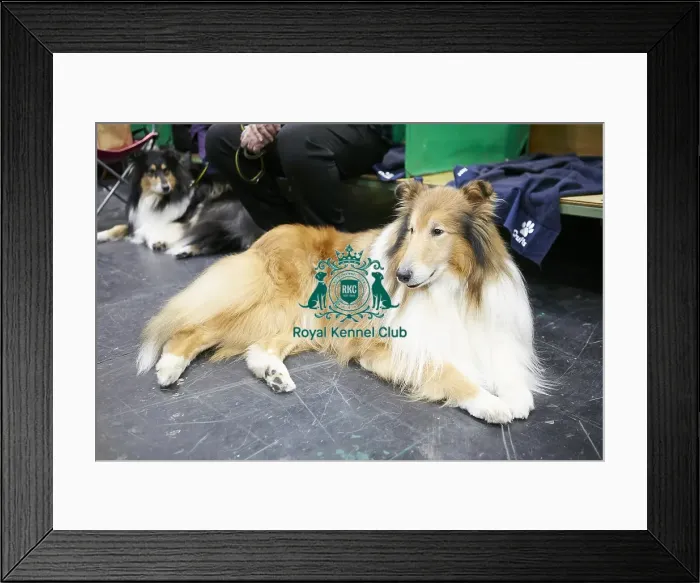 Framed Print : Crufts 2018 Framed Print : Crufts 2018